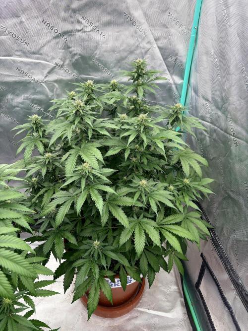 Zamnesia Trio. Week 11
