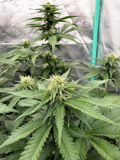 Zamnesia Trio. Week 11