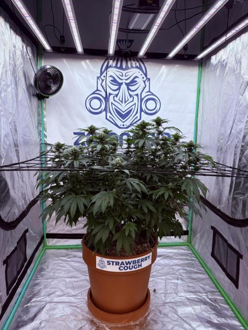 Zamnesia Trio. Week 12
