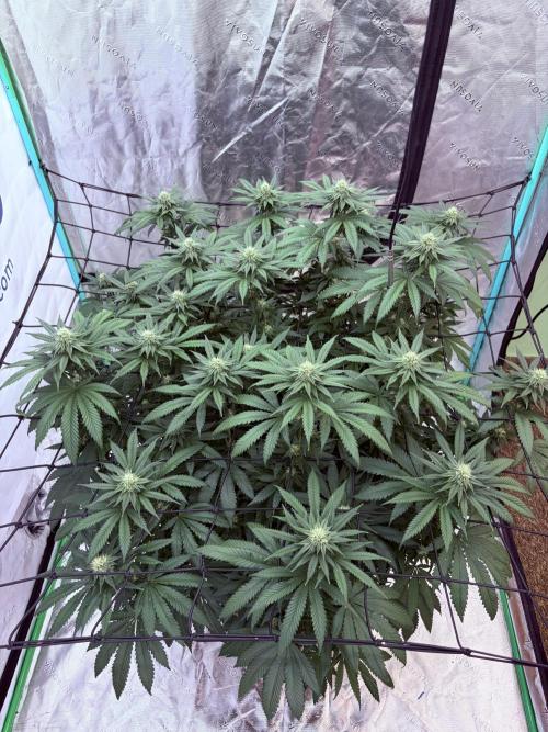 Zamnesia Trio. Week 12