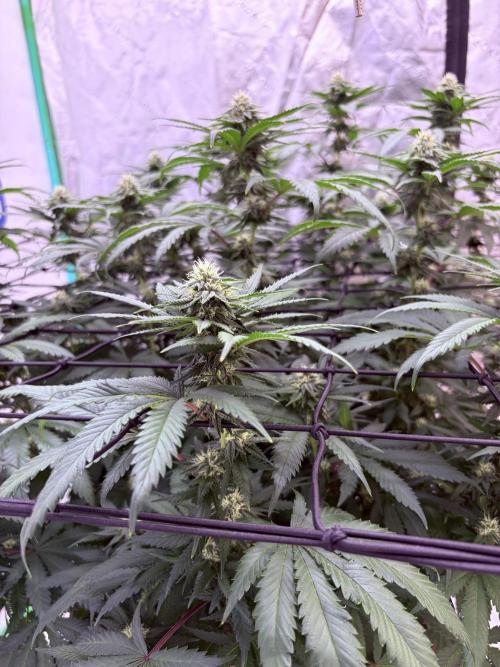 Zamnesia Trio. Week 12