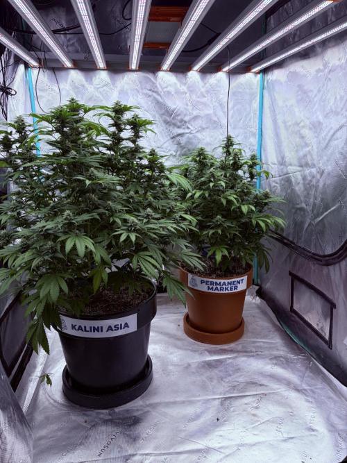 Zamnesia Trio. Week 12