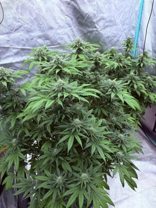 Zamnesia Trio. Week 12