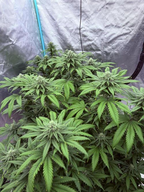 Zamnesia Trio. Week 12