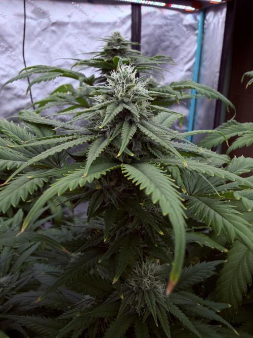 Zamnesia Trio. Week 12