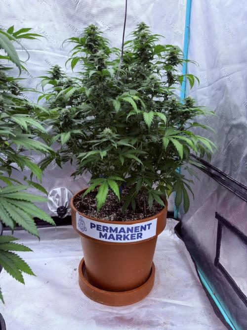 Zamnesia Trio. Week 12