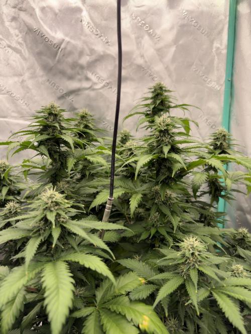 Zamnesia Trio. Week 12