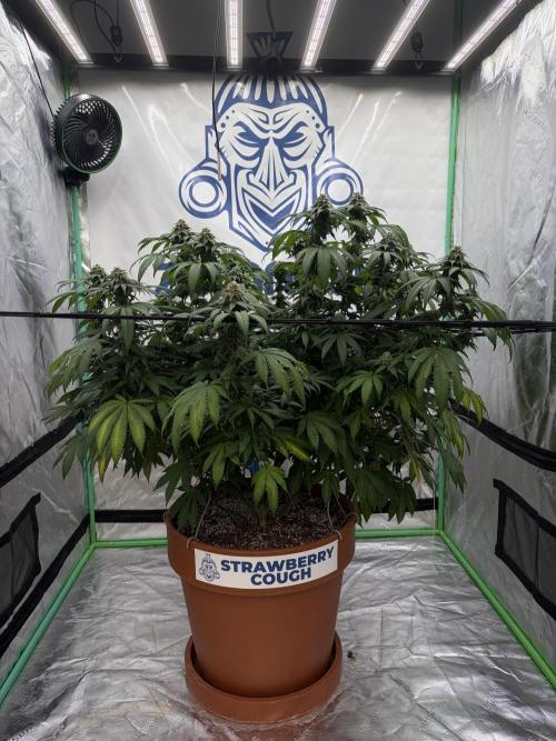 Zamnesia Trio. Week 13