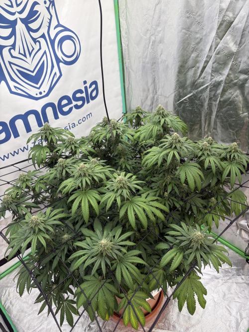 Zamnesia Trio. Week 13