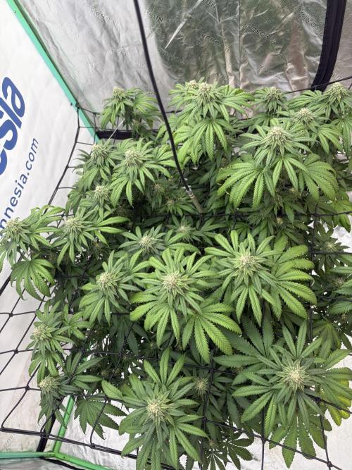 Zamnesia Trio. Week 13