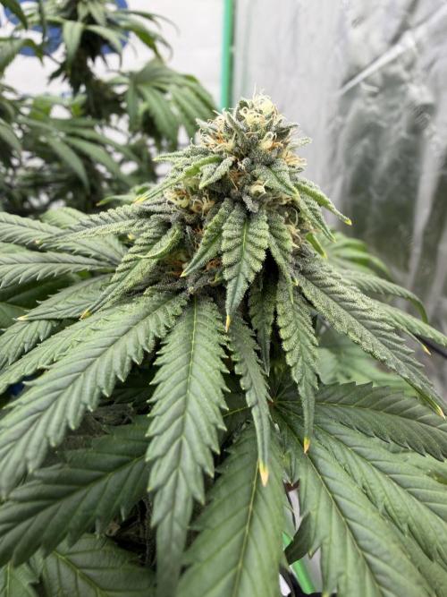 Zamnesia Trio. Week 13