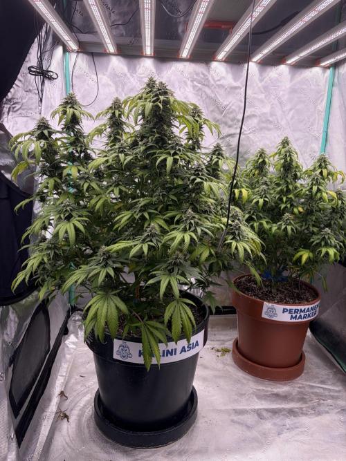 Zamnesia Trio. Week 13