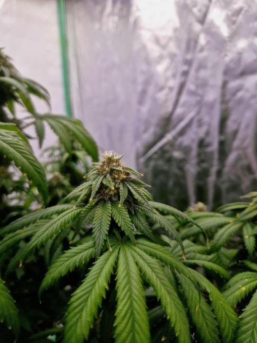 Zamnesia Trio. Week 14