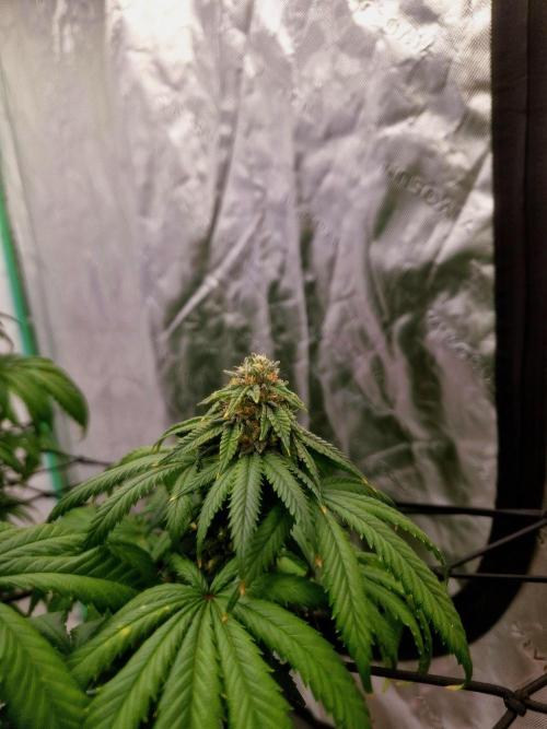 Zamnesia Trio. Week 14