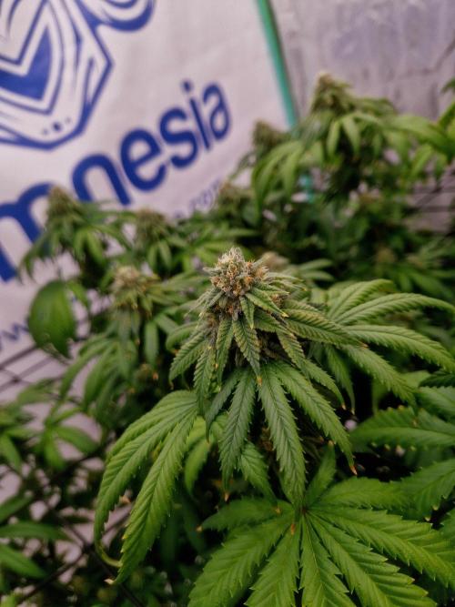 Zamnesia Trio. Week 14