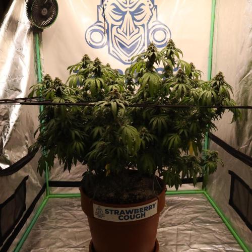 Zamnesia Trio. Week 15