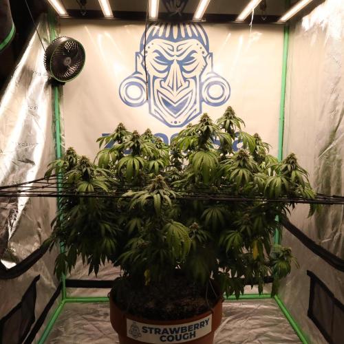 Zamnesia Trio. Week 15