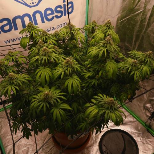 Zamnesia Trio. Week 15