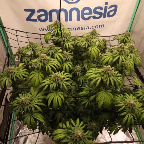 Zamnesia Trio. Week 15