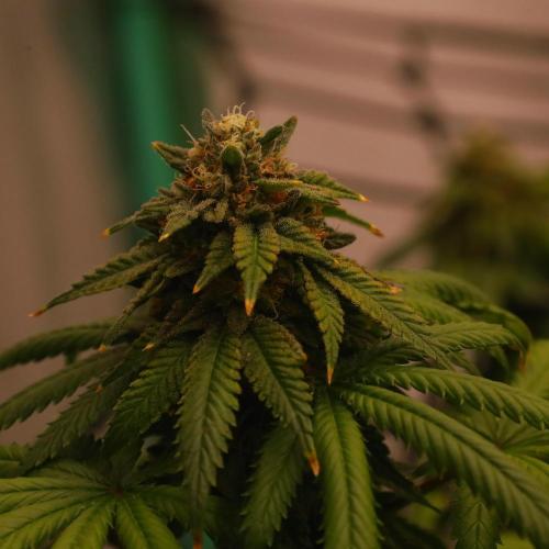 Zamnesia Trio. Week 15