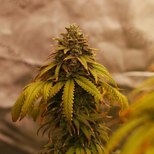 Zamnesia Trio. Week 15