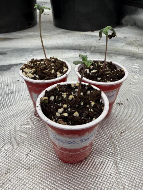 Fastbuds Mendo Frost Auto. Week 0