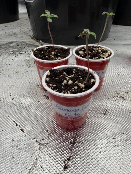 Fastbuds Banana Gauva Auto. Week 0