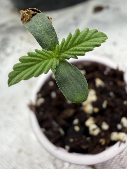 Fastbuds Banana Gauva Auto. Week 0
