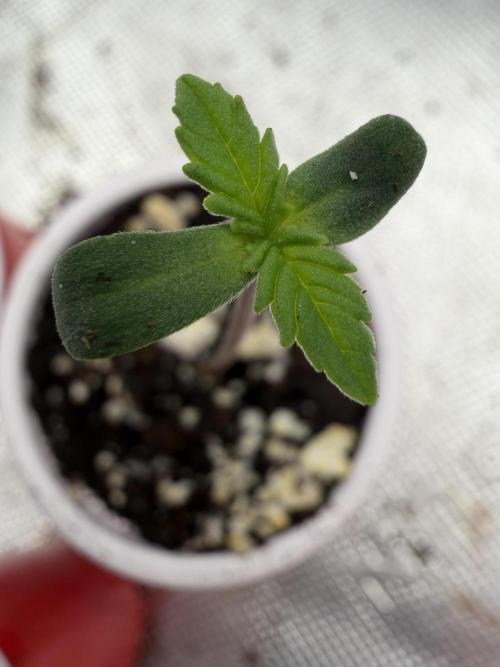 Fastbuds Banana Gauva Auto. Week 0