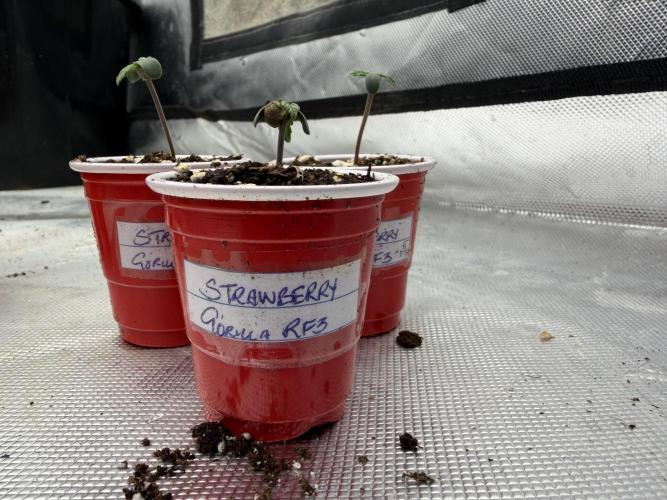 Fastbuds Starwberry Gorilla RF3. Week 0