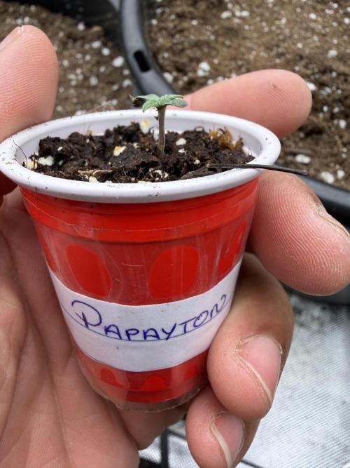 Fastbuds Papayton. Week 0
