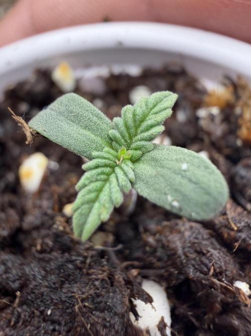 Fastbuds Papayton. Week 0