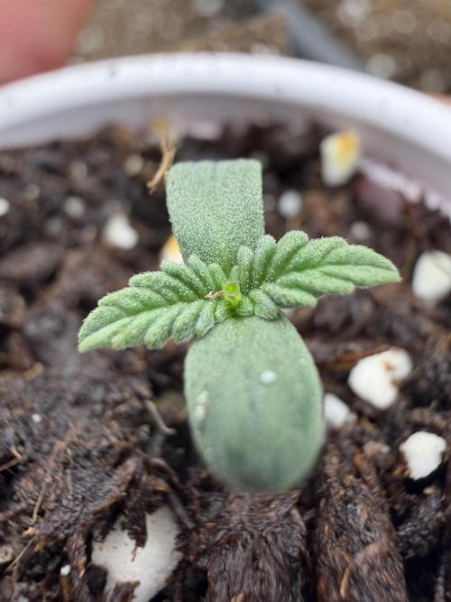 Fastbuds Papayton. Week 0
