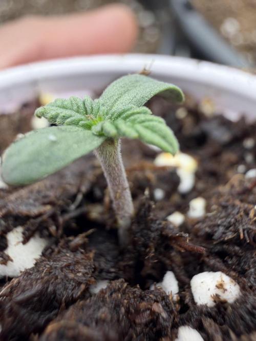 Fastbuds Papayton. Week 0