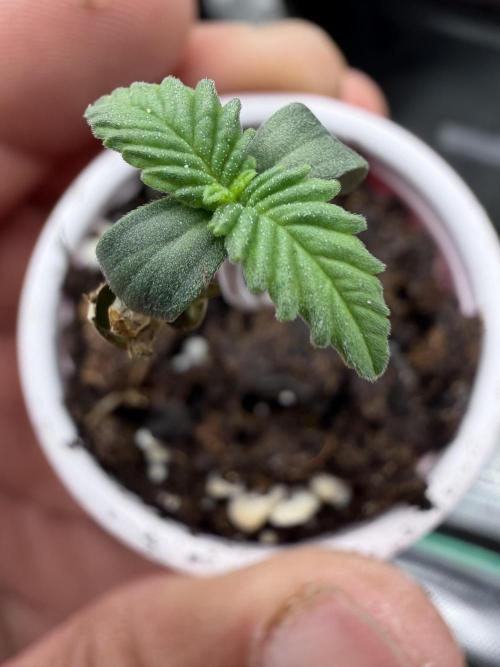 Fastbuds Purple Lemonade FF. Week 0