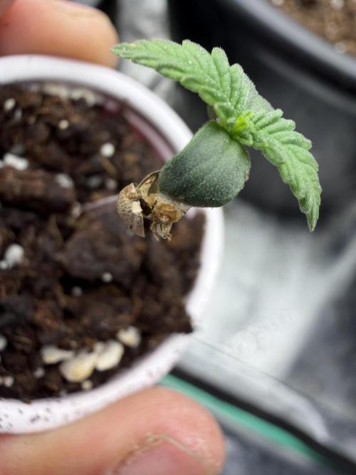 Fastbuds Purple Lemonade FF. Week 0