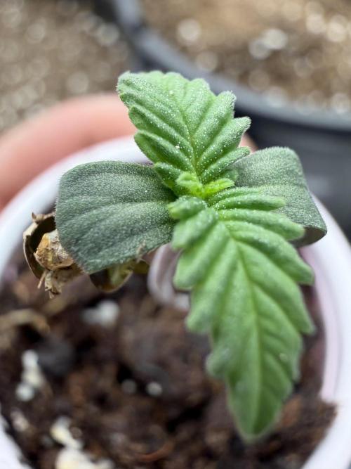 Fastbuds Purple Lemonade FF. Week 0