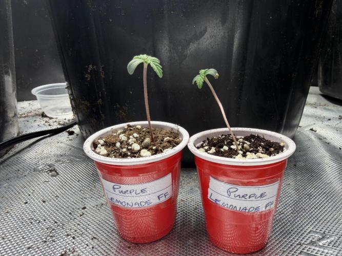 Fastbuds Purple Lemonade FF Outdoor Grow. Week 0