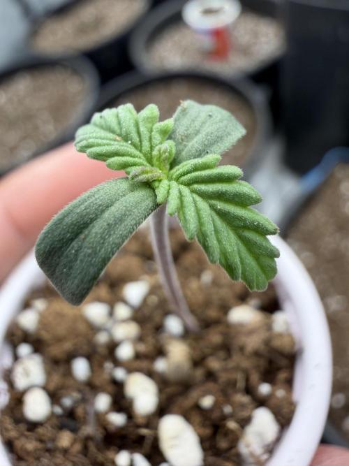 Fastbuds Purple Lemonade FF Outdoor Grow. Week 0