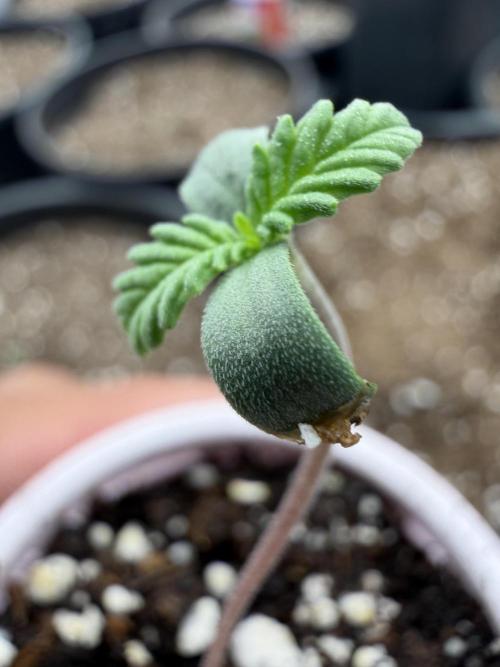 Fastbuds Purple Lemonade FF Outdoor Grow. Week 0