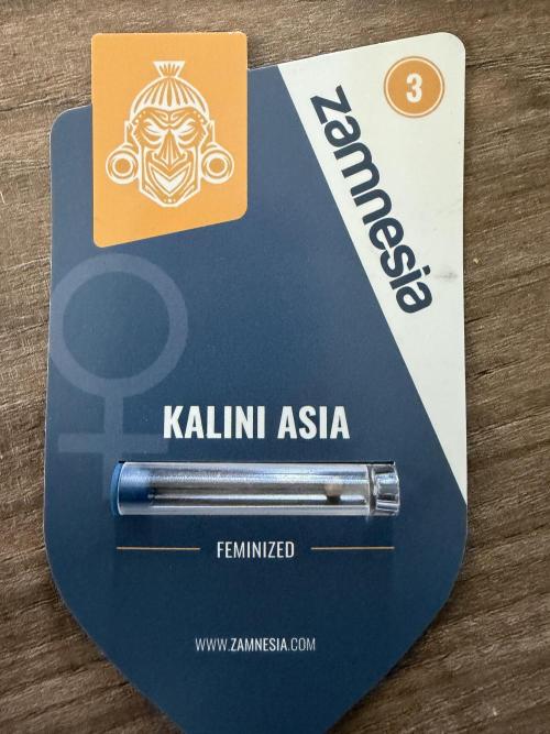 Zamnesia Seeds Kalani Asia. Week 0