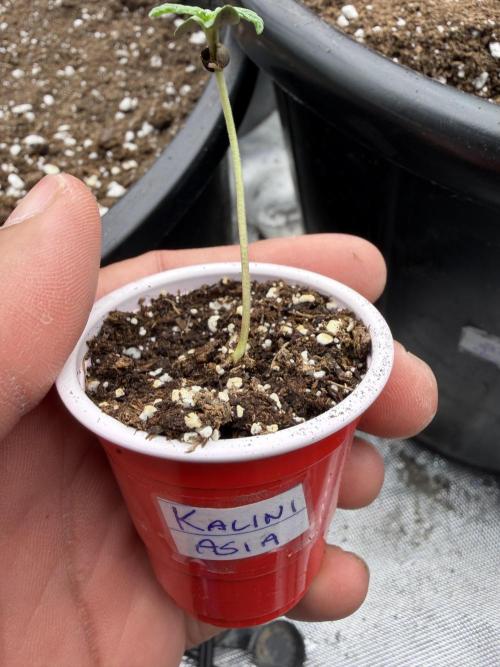 Zamnesia Seeds Kalani Asia. Week 0