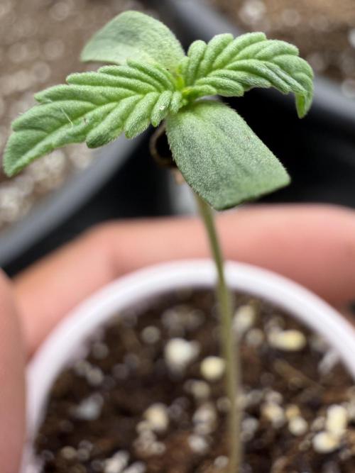 Zamnesia Seeds Kalani Asia. Week 0