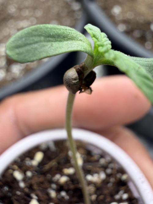 Zamnesia Seeds Kalani Asia. Week 0