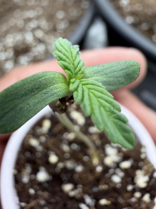 Zamnesia Seeds Kalani Asia. Week 0