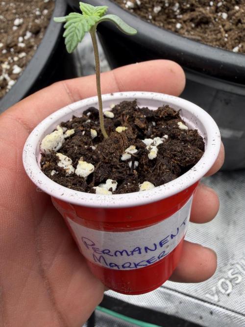 Zamnesia Seeds Permanent Marker. Week 0