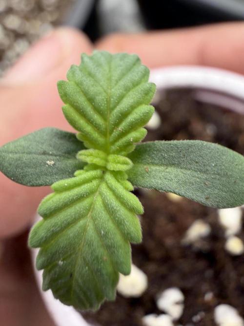 Zamnesia Seeds Permanent Marker. Week 0