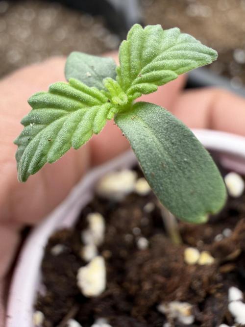Zamnesia Seeds Permanent Marker. Week 0