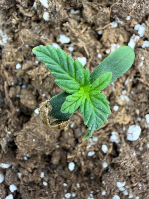 Fastbuds Guava Sundae. Week 0