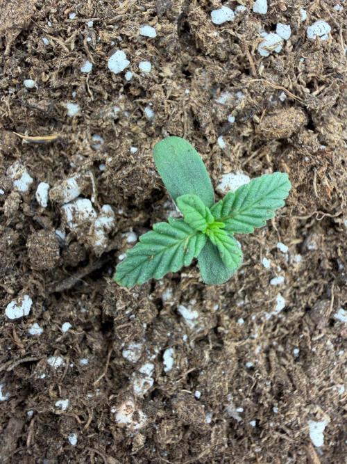 Fastbuds Guava Sundae. Week 0